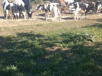 Бұқа, Russian Black pied cattle — 2-сурет