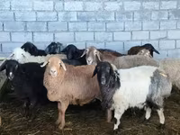 Schaf, Beulah Speckled face sheep — Foto 1