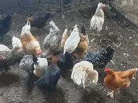 Chickens — լուսանկար 2