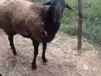 كبش, Hissar sheep — الصورة 2