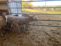 Қошқар, Charollais sheep — 3-сурет