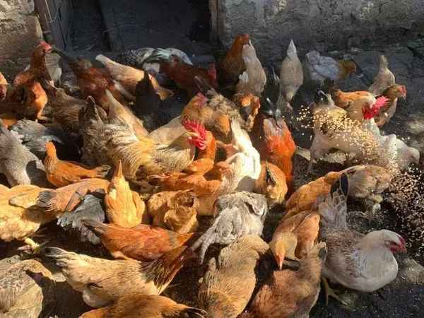 Chickens — Armenia