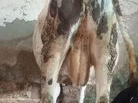 ԽՍԿ (խումբ, սեռը նշված չէ), Russian Black pied cattle — լուսանկար 4