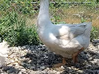 Geese — լուսանկար 2