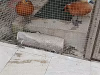 Ducks — الصورة 2