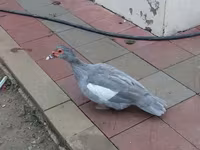 मुलार्ड — फ़ोटो 7