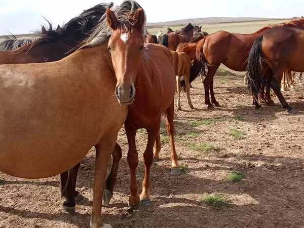 Caballo, Caballos