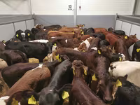Կով, Simmental cattle — լուսանկար 3
