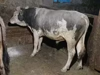 Toro, Ganado vacuno — foto 2