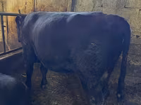 Ցուլ, Կարմիր առանցխոտ կով — լուսանկար 3