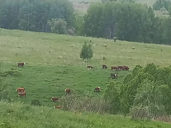 Cow, Hereford