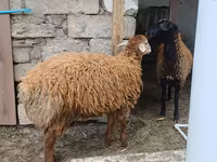 Ոչխար, Ոչխարներ — լուսանկար 6