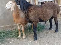 公羊, Arashan sheep — 照片 5
