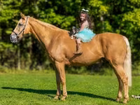 Ձի, Palomino — լուսանկար 3