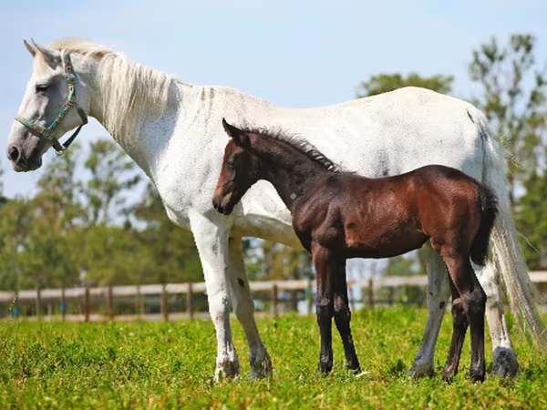 घोड़ी, Orlov Trotter