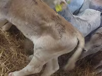Ցուլ, Simmental cattle — լուսանկար 3
