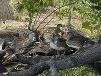 Ducks — photo 3
