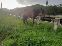 Horse (M), Horses — photo 2