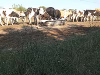 Bulle, Russian Black pied cattle — Foto 3