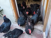 Australian Pit Game fowl — Foto 4