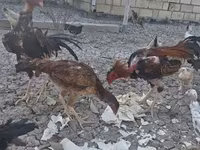 Chickens — photo 3