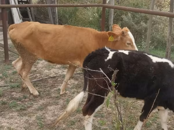 Կով, Simmental cattle