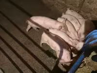 Sow, Pigs — photo 1