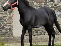 Ձի, Anglo-Arabian — լուսանկար 2