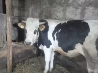 Bull, Russian Black pied cattle — photo 1