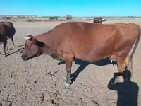 Cow, Latvian Blue cattle — photo 1