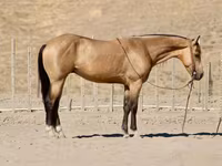 Hengst, Quarter Horse — Foto 7