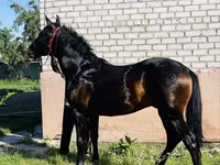 حصان, Swedish warmblood horse — الصورة 2
