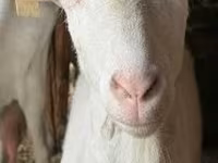 نعجة, Alpines Steinschaf sheep — الصورة 3