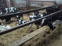 Ցուլ, Russian Black pied cattle — լուսանկար 3