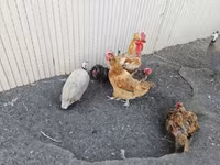 डेनिश हेन — फ़ोटो 2
