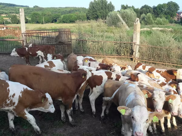 सांड, Simmental cattle