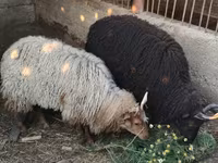 母羊, Racka sheep — 照片 1