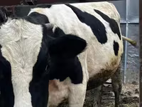 Bulle, Russian Black pied cattle — Foto 2