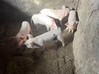 Էգ խոզ, Խոզեր — լուսանկար 7