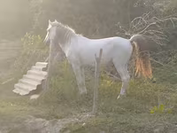 Айғыр, Azerbaijan horse — 4-сурет