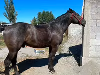 Cavalo, Karabair horse — foto 2
