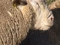 كبش, Ile-de-France sheep — الصورة 2