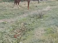 Yegua, Caballos — foto 2