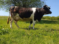 Toro, Raza Holstein — foto 1