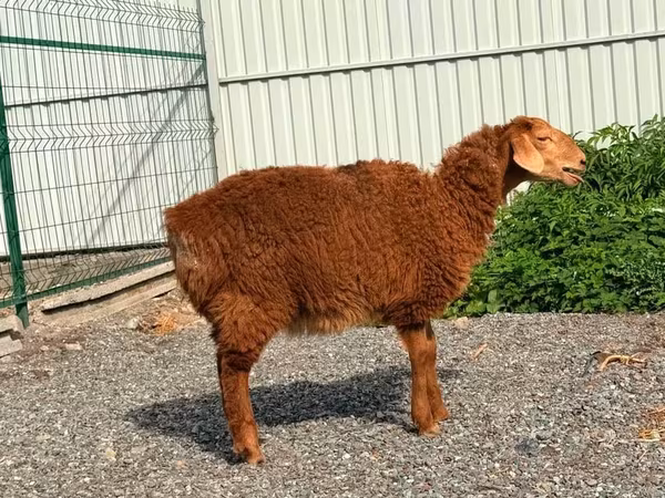 Sheep, Hissar sheep