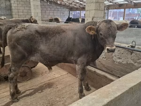 Bull, Aberdeen-Angus