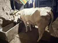 Կով, Ukrainian Brown Dairy Cattle — լուսանկար 3