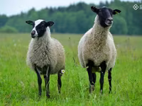 Ոչխար, Romanov sheep — լուսանկար 2