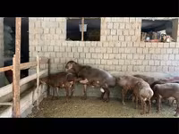 كبش, Hissar sheep — الصورة 2