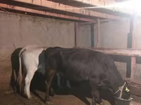 Cow, Auliekol breed — photo 2